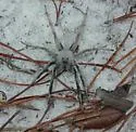 Geolycosa patellonigra - photo 5