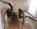 Geolycosa pikei - photo 4