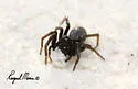 Geolycosa rafaelana - photo 2