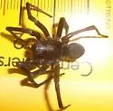 Geolycosa rafaelana - photo 3