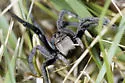 Geolycosa rafaelana - photo 4