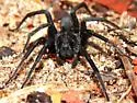 Geolycosa rafaelana - photo 5