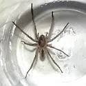Geolycosa riograndae