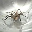 Geolycosa riograndae - photo 2