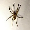 Geolycosa riograndae - photo 3