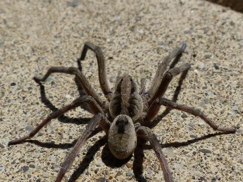 Geolycosa turricola