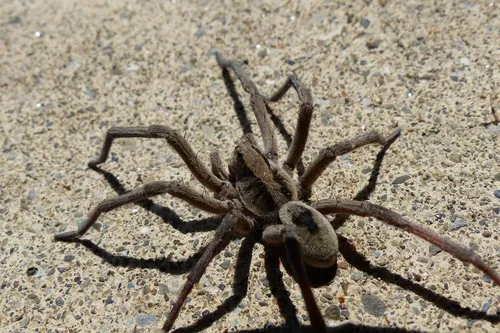Geolycosa turricola - photo 2