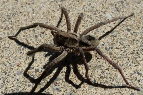 Geolycosa turricola - photo 3