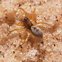 Geolycosa wrighti - photo 2