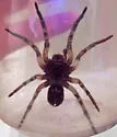 Geolycosa wrighti - photo 3