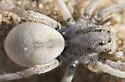 Geolycosa wrighti - photo 4