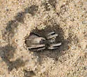 Geolycosa wrighti - photo 5