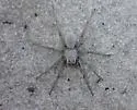 Geolycosa xera