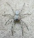 Geolycosa xera - photo 2