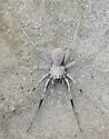 Geolycosa xera - photo 3