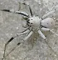 Geolycosa xera - photo 4