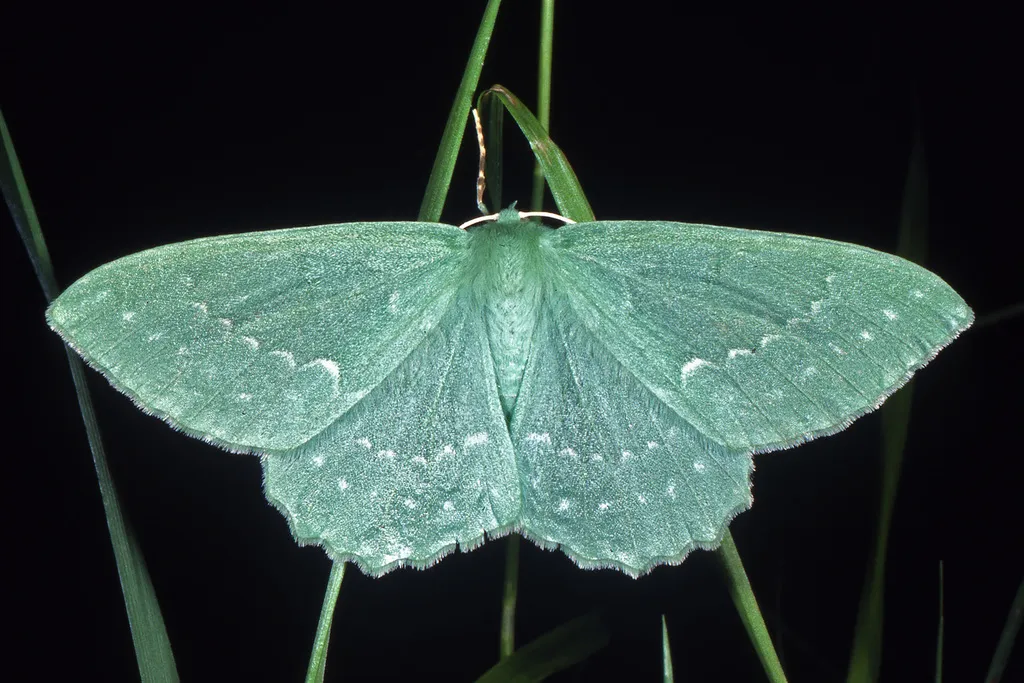 Geometrid Moths - photo 2