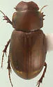Geomyphilus rubiginosus