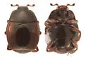 Geomysaprinus castanipennis