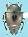 Geomysaprinus cheynnensis - photo 2