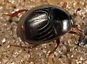 Geomysaprinus floridae