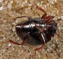 Geomysaprinus floridae - photo 2