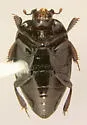 Geomysaprinus formicus - photo 2