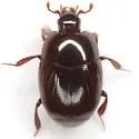 Geomysaprinus formicus - photo 3