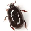 Geomysaprinus formicus - photo 4