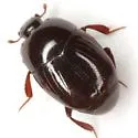 Geomysaprinus formicus - photo 5