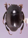 Geomysaprinus goffi