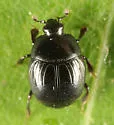 Geomysaprinus moniliatus - photo 3