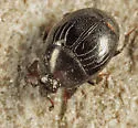 Geomysaprinus moniliatus - photo 4