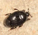 Geomysaprinus moniliatus - photo 5