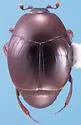 Geomysaprinus parumpunctatus