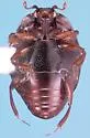 Geomysaprinus parumpunctatus - photo 2