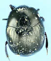 Geomysaprinus posthumus