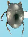 Geomysaprinus rugosifrons