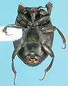 Geomysaprinus rugosifrons - photo 2