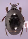 Geomysaprinus triangulifer
