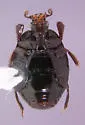Geomysaprinus triangulifer - photo 2