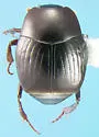 Gopher Tortoise Hister Beetle