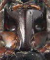Gopher Tortoise Hister Beetle - photo 3