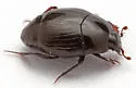 Gopher Tortoise Hister Beetle - photo 4
