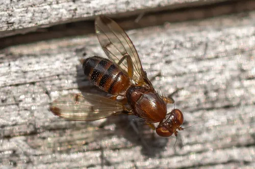 Geomyza acutipennis