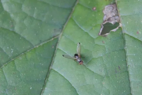 Geomyza advena