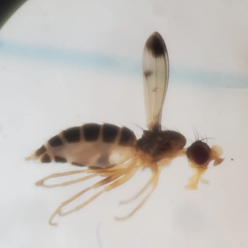 Geomyza apicalis