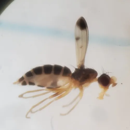 Geomyza apicalis - photo 2