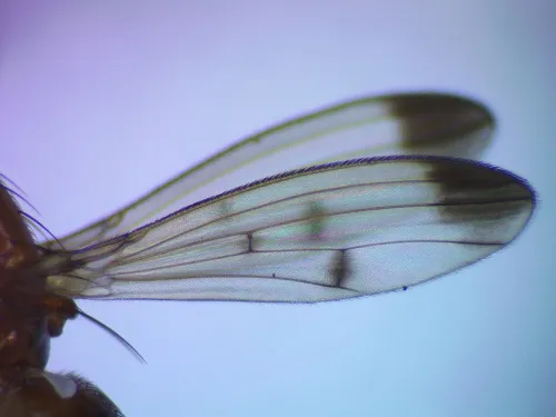 Geomyza combinata agg. - photo 3