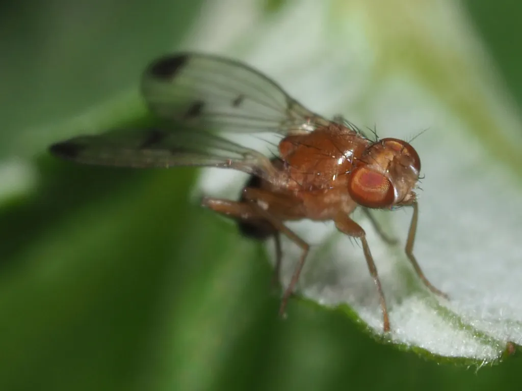 Geomyza combinata